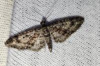Eupithecia cocciferata