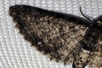 Eupithecia cocciferata