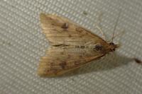 Udea ferrugalis