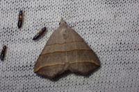 Colobochyla salicalis