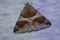 Dysgonia algira