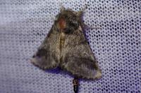 Thaumetopoea processionea