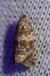 Celypha lacunana