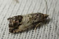 Cydia splendana
