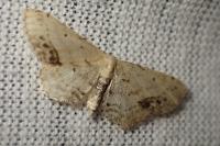 Idaea dimidiata