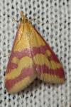 Pyrausta sanguinalis