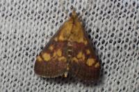 Pyrausta aurata