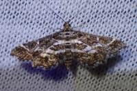 Diasemiopsis ramburialis