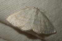 Cabera exanthemata