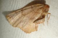 Selenia dentaria