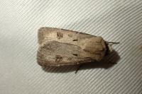 Agrotis exclamationis