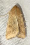 Helicoverpa armigera