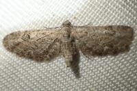 Eupithecia nanata