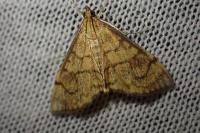Anania verbascalis