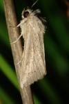 Mythimna sicula
