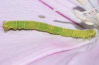 Geometridae