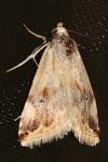 Eublemma ostrina