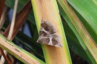 Dysgonia algira