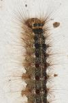 Lymantria dispar