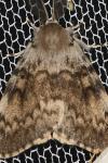 Lymantria dispar
