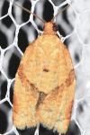 Clepsis consimilana