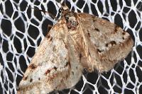 Eumannia oranaria