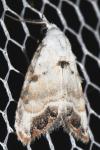 Nola infantula