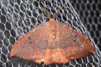 Watsonalla uncinula