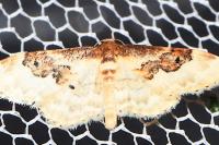 Idaea rusticata