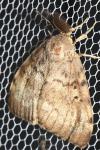 Lymantria dispar
