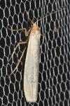Eilema caniola