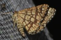Chiasmia clathrata
