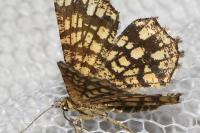 Chiasmia clathrata