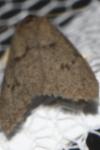 Apaidia mesogona