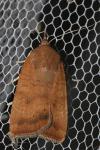 Noctua interjecta