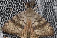 Lymantria dispar