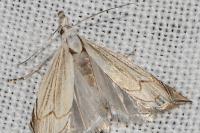 Metacrambus carectellus
