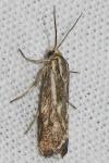 Brachodes funebris