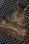 Lymantria dispar