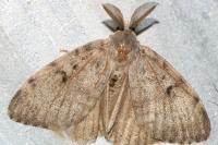 Lymantria dispar
