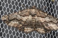 Menophra japygiaria