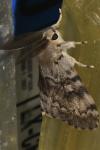 Lymantria dispar