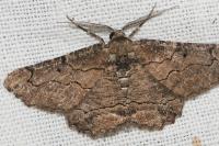 Menophra japygiaria