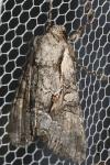 Lacanobia w-latinum