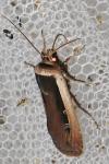 Ochropleura leucogaster