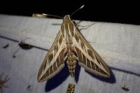 Hyles livornica