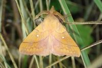 Odonestis pruni