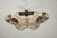 Ligdia adustata