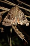 Amphipyra pyramidea