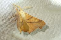 Ennomos erosaria